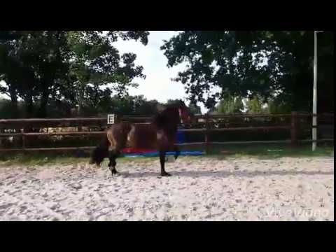 Horeb Lloyd - Welsh D / Cob Hengst