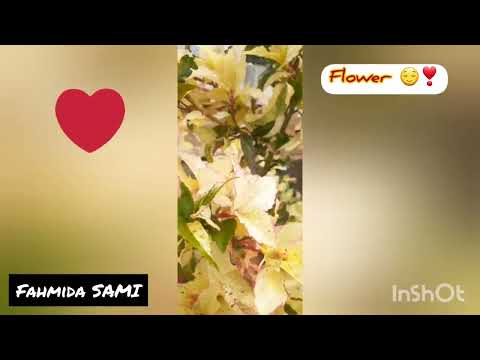 My garden in the beauty of nature | Fahmida SAMI |