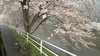 preview picture of video '2012年　宇陀川の桜（奈良県宇陀市榛原） uda-shi nara japan'