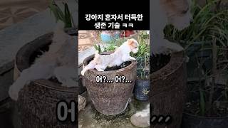 주인 교육 없이 혼자 터득한 강아지의 생존 기술