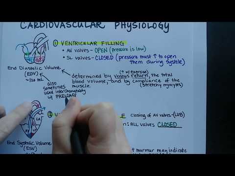 image-How many phases are in the cardiac cycle?