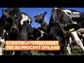 Op grote schaal uitkopen van boeren lijkt onvermijdelijk: stikstofuitstoot moet fors omlaag
