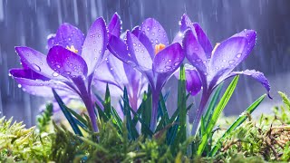 להודות ולהלל | תוכנית בשידור חי! לימוד בספרי רבי נתן מברסלב זיע"א (הרב ברוך זרובבל) - התמונה מוצגת ישירות מתוך אתר האינטרנט יוטיוב. זכויות היוצרים בתמונה שייכות ליוצרה. קישור קרדיט למקור התוכן נמצא בתוך דף הסרטון