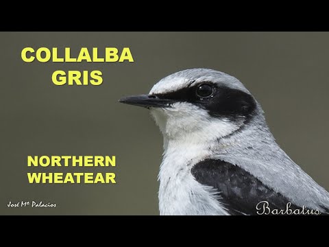 COLLALBA GRIS | NORTHERN WHEATEAR | Oenanthe oenanthe