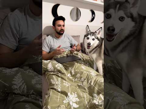 Sapphie the Pomsky tells Dad to stop working! 🐾💼