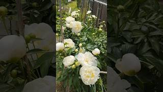 #shorts peony white