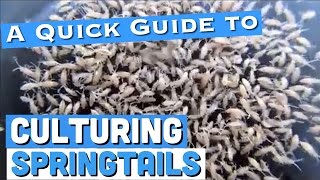 Culturing Springtails: A Quick Guide