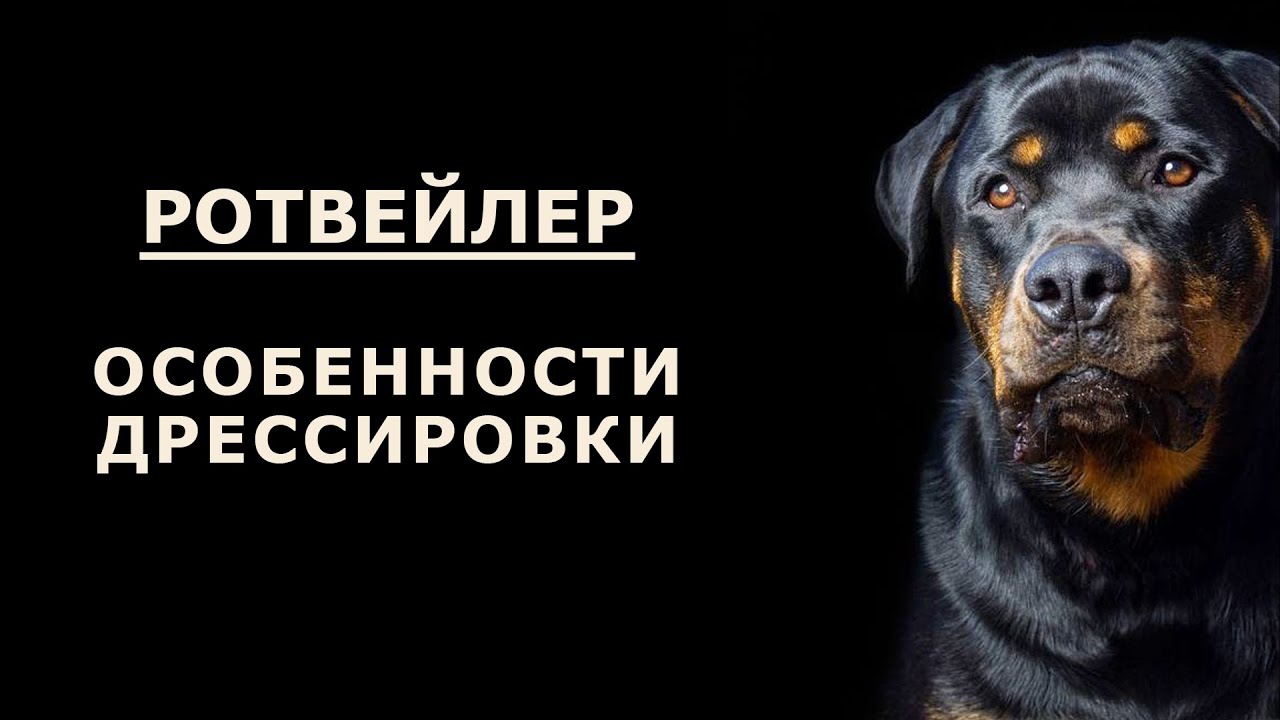 YouTube video preview