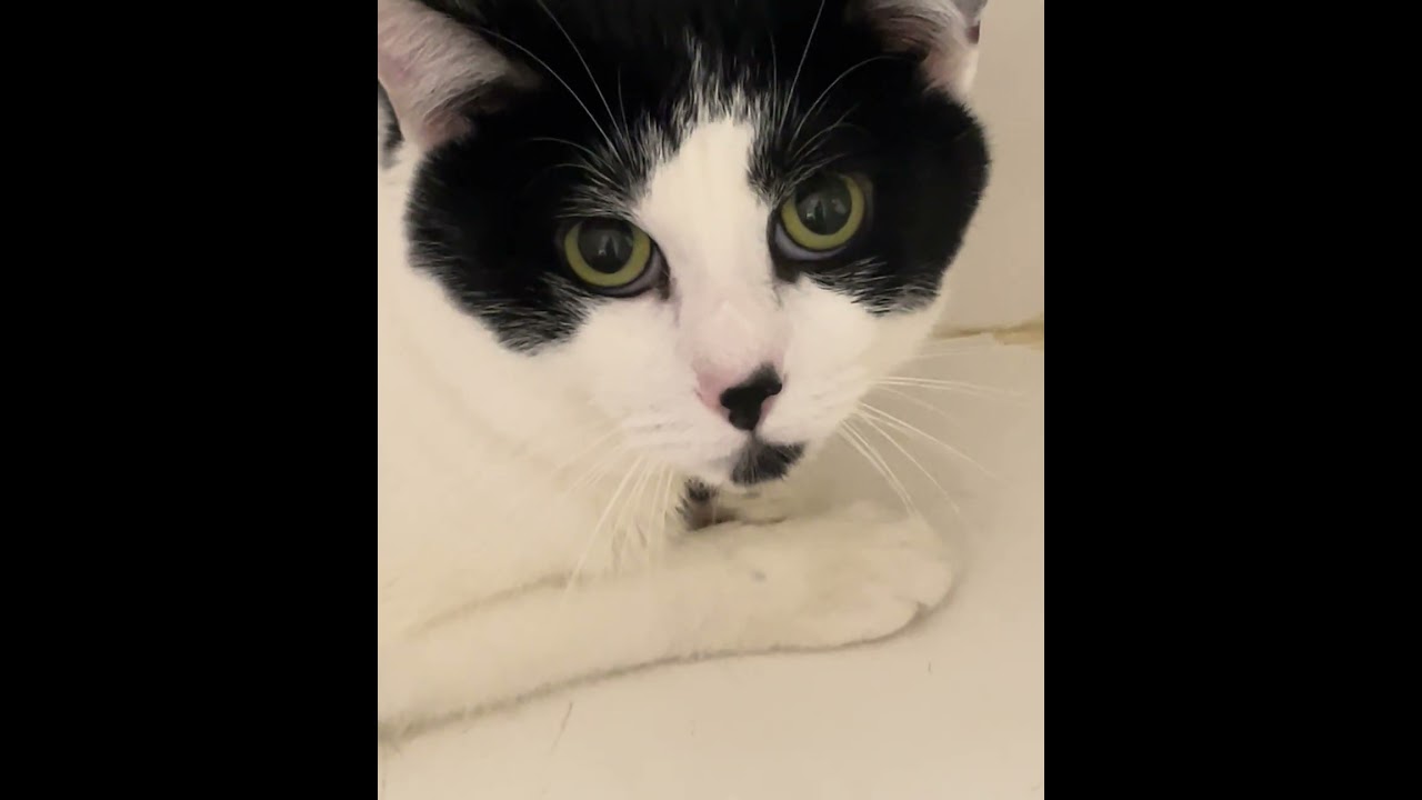 Enlarge Deuce Cowan, a Adoptable Domestic Short Hair in Perkiomenville, PA video 2/6