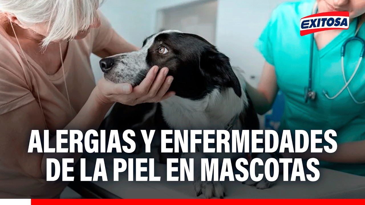 🔴🔵 Alergias y enfermedades de la piel en mascotas