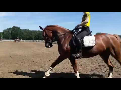 Fuchs Wallach Fürstengold von Hengst Fürsten-Look aus der Verb.Pr. Stute Raphaela