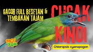 Download lagu Edannn ‼️ MASTERAN CUCAK KINOI GACOR FULL BESETAN DAN TEMBAKAN TAJAM | Chloropsis cyanopogon Singing mp3 Download lagu Edannn ‼️ MASTERAN CUCAK KINOI GACOR FULL BESETAN DAN TEMBAKAN TAJAM | Chloropsis cyanopogon Singing mp3