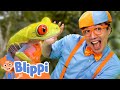 Rainforest Adventure With Blippi And Mark Vins Brave Wilderness For Kids Educational Videos