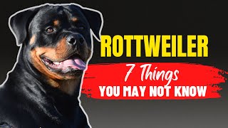 Is a Rottweiler Right for You - 7 Crucial Factors to Consider Before Adoption DON'T IGNORE
