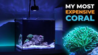 Ep. 8 My Most Expensive Coral & Nano Reef Tank Update | Blue Reef Tank