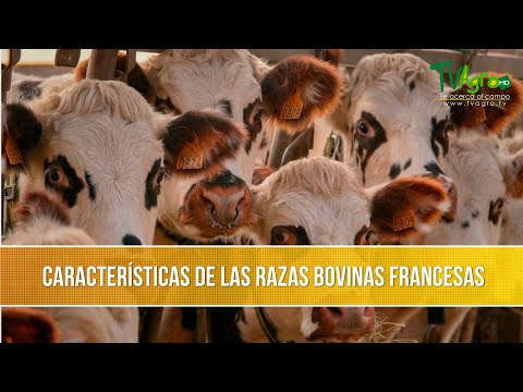 , title : 'Caracteristicas de las Razas Bovinas Francesas- TvAgro por Juan Gonzalo Angel Restrepo'