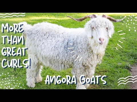 Angora Goat: More Than Amazing Wool