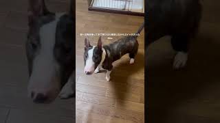 2026.3.27スイッチON#ブルテリア#bullterrier#犬#犬との暮らし#愛犬#dog#可愛い#わんこ#お散歩#family#パピー #仔犬