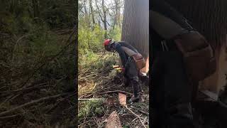 Precision is key! 🔨🪵 Watch how wedges control the fall of this giant #shorts  #woodcutting