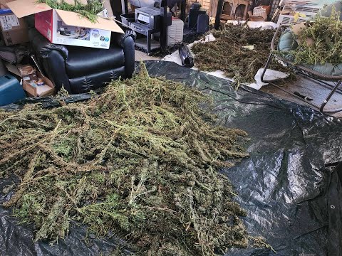 Harvesting Massive Amounts of Cannabis and Almost Done. Rando Has Gone Insane cuz Too Much Ganja