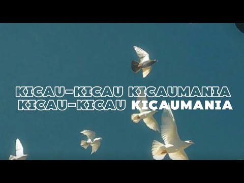 \KICAU MANIA - NDARBOY GENK x BANDITOZ YAOW 86 | 1 HOUR LOOP + LIRIK\ 1 JAM