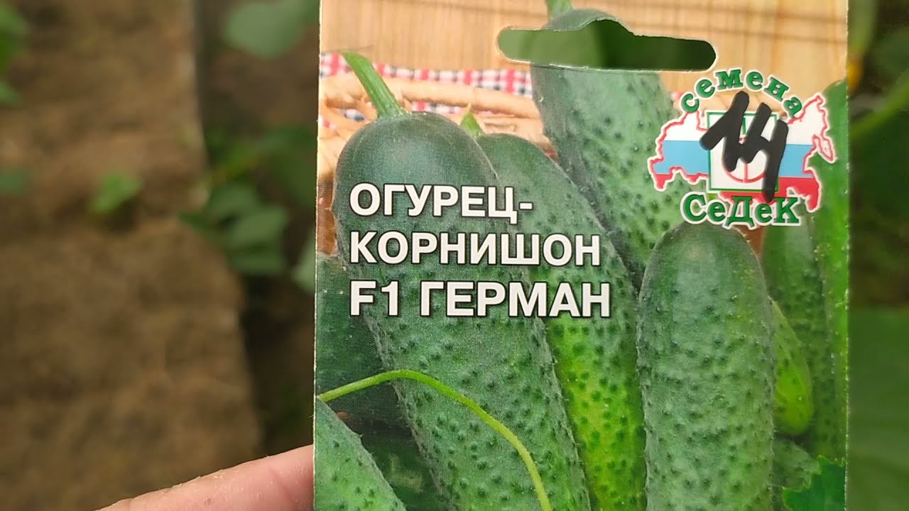 Огурец ГЕРМАН f1 - один из лучших огурцов