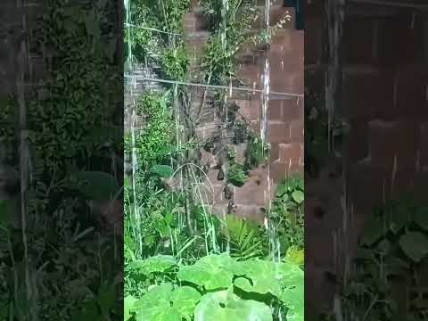 ouçam esse som suave da chuva, itapitanga-Bahia