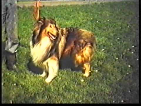 download lagu mp3 mp4 Corydon Collies, download lagu Corydon Collies gratis, unduh video klip Corydon Collies