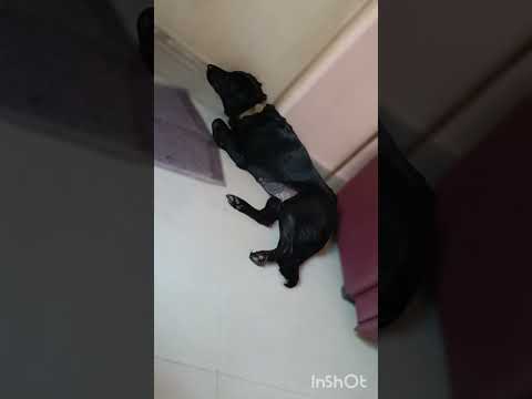 Snoopy waiting for pet parents #ytshorts#labradorretriever #cutedog #petlover