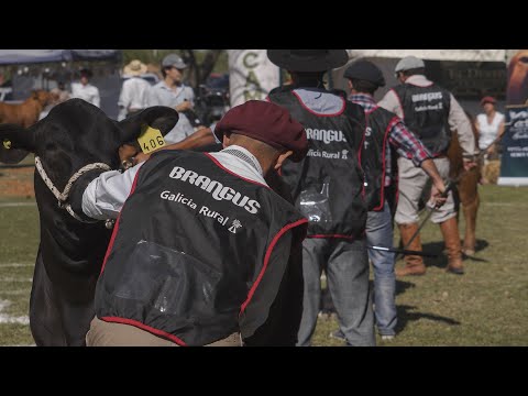 JURA DE BOZALES BRANGUS EN PRIMAVERA - EXPO BRANGUS PRIMAVERA 2025