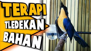 Download lagu Terapi teledekan gunung bahan atau bakalan macet bunyi,pasti nyaut ampuh mp3 Download lagu Terapi teledekan gunung bahan atau bakalan macet bunyi,pasti nyaut ampuh mp3