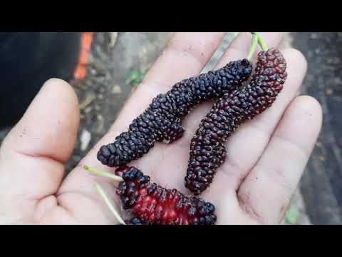 シャングリラ・マルベリー vs パキスタン・マルベリー！どちらがいいですか？