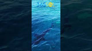 The Friendly sharks came very close to our boat in Bimini : Virgin Voyages Valiant Lady Review