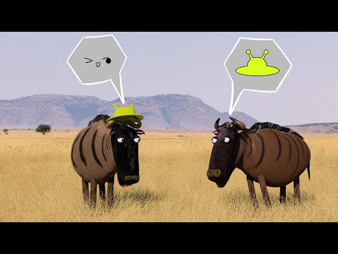 Savanna version - Wildebeest wearing Hat