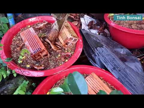 Kích Rễ Cho Mai Vàng Mới Trồng