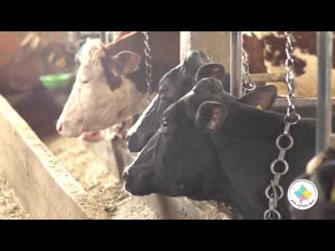 Keshilla Bujqesore - Prodhimi i qumeshtit