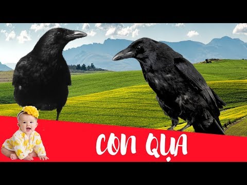 Dạy bé học con quạ | Dạy em bé tập nói tên và hoạt động các con vật