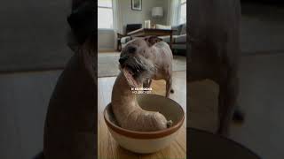 Dog Feeding Routine — Full Transcript & Summary