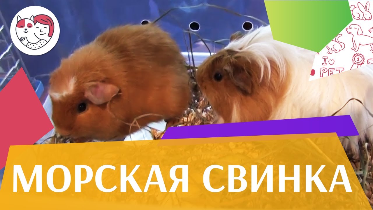 Морская свинка Питание на ilikepet