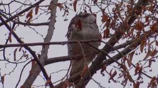 preview picture of video 'Sowa jarzębata / Hawk Owl / Surnia ulula'