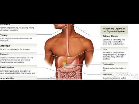 Digestive System Intro 3