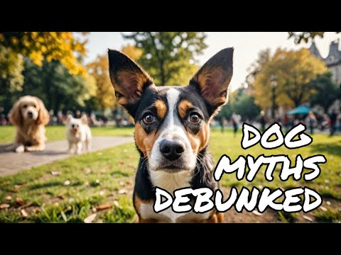 Dog Myths (Separating Fact from Fiction)