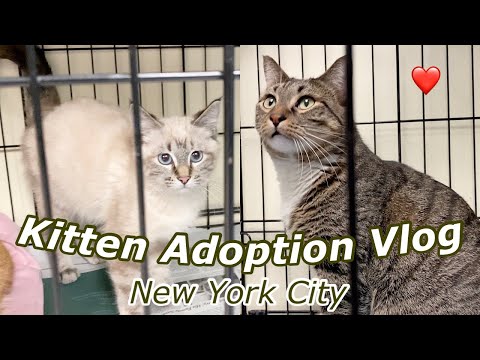 WE TRIED ADOPTING A KITTEN *nyc needs more cats*
