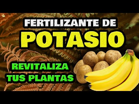 , title : 'Té de Plátano y Patata 🍌 Fertilizante CASERO de Potasio 🥔 Abono Fácil y Orgánico para Plantas'