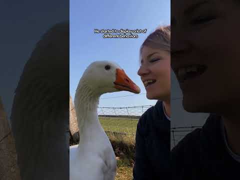 Goose Thinks She's His Wife ❤️ | The Dodo