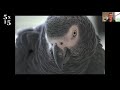A New Look at How Birds Talk, Work, Play, Parent, and Think | Jennifer Ackerman | 5x15