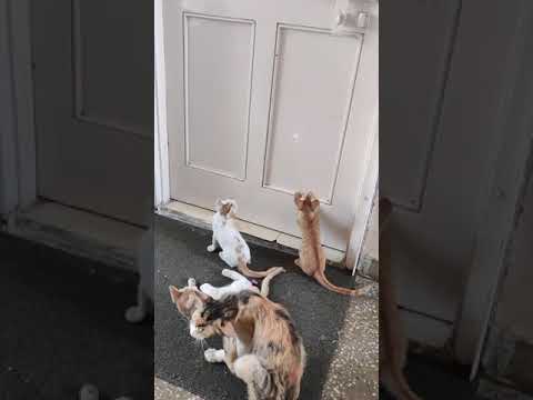 #3 little# kittens playing with lazer light