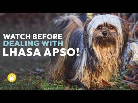 Watch Before Dealing With Lhasa Apso Temperament