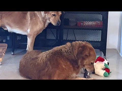 Grateful rescue dog is so polite with everyone