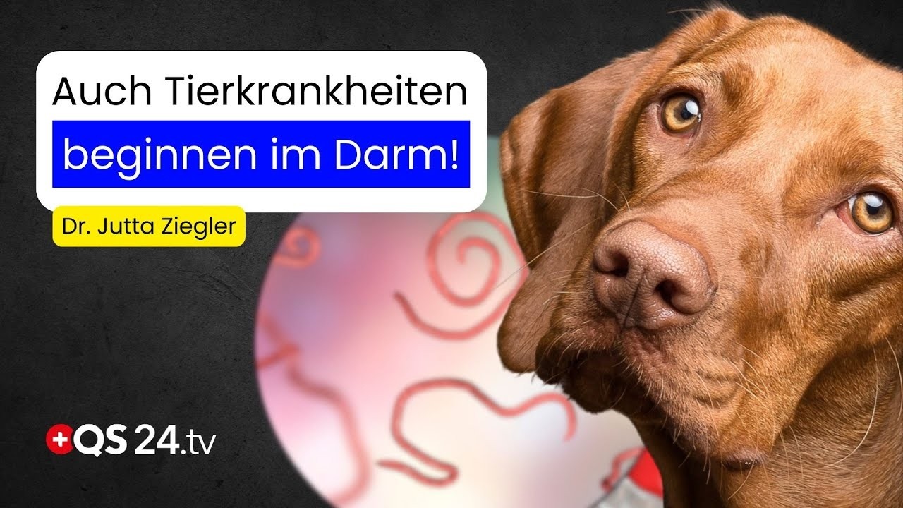 Darmgesundheit bei Hund und Katze: Der Schlüssel zu mehr Vitalität | Naturmedizin | QS24